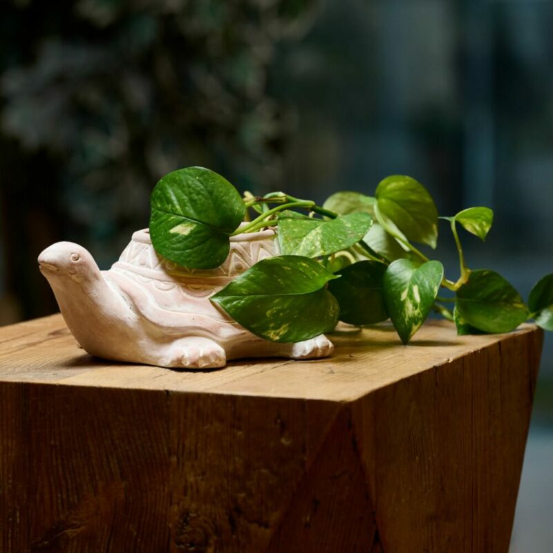 Bomboniera Mini vasetto TARTARUGA in terracotta - immagine 2